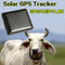 Mini Solar Animal Gps Tracker , Real Time Animal Tracking Device For Cattle Horse Camel