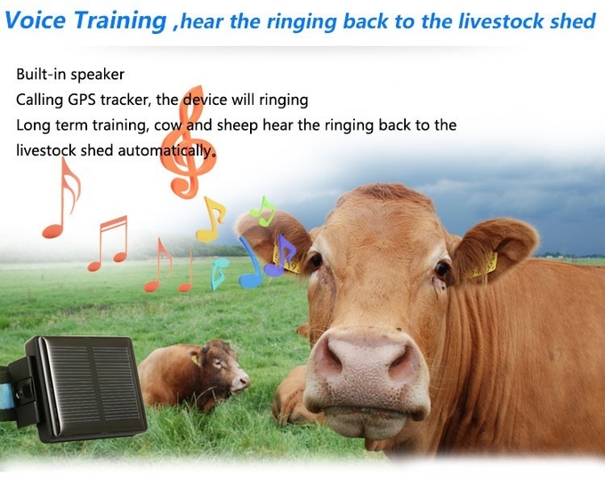 Mini Solar Animal Gps Tracker , Real Time Animal Tracking Device For Cattle Horse Camel