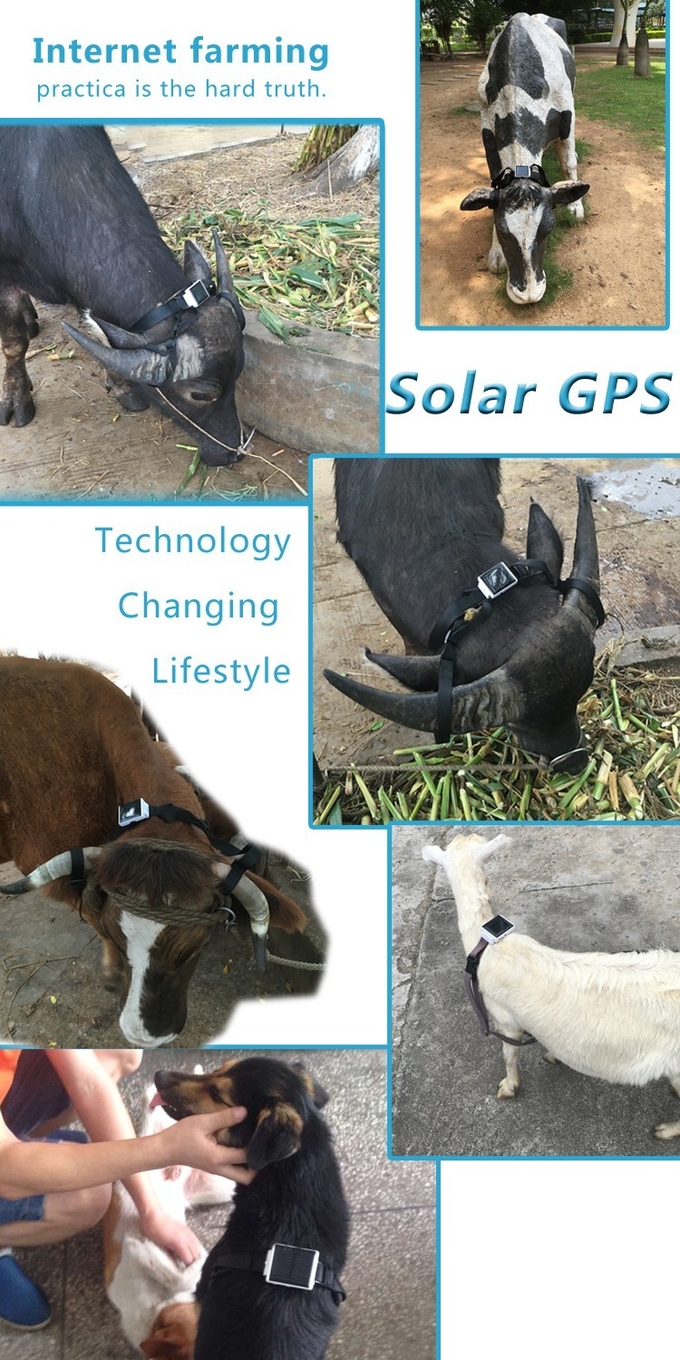 Mini Solar Animal Gps Tracker , Real Time Animal Tracking Device For Cattle Horse Camel
